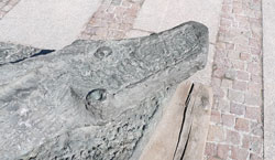 Der Kopf eines Drachen?